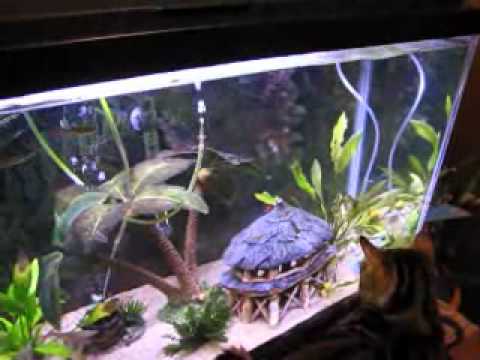 Bengal Cats Tropical Fish Tank