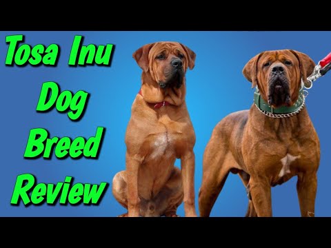 Tosa Inu Dog Breed Review || "Tosa Inu" || Dogs Junction.