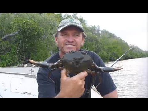 HOW TO CATCH MUD CRABS | Using crab traps and the best tides to set them for more Mud Crabs.