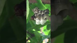 Small insects