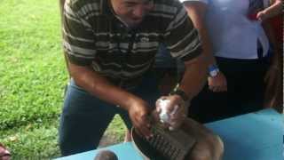 preview picture of video 'tarcie kakao na plantacji na dominianie'