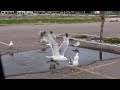 Parking Lot Pirates Gulls The Saga Continues See Link To Odd Laws Video