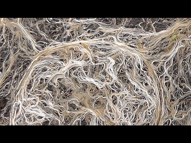 Video Pronunciation of mycorrhizal in English