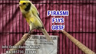 Download lagu BUY 2 GET 1 FREE F1RASMI, F1YS, YSRASMI, GBSF, FEMALE READY TO BREED mp3