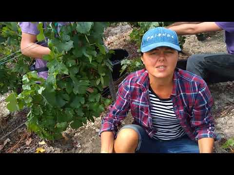 Winobranie Francja 2020. Day3. Jak wygląda pole? :)