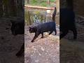 That S Just Rude Black Cat Gray Tabby ️ Shorts
