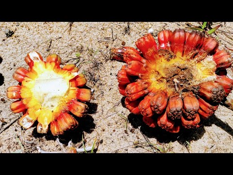 Eating Exploding Planet Fruit (Pandanus tectorius) Keys, Seeds, Buds and tasty Placenta