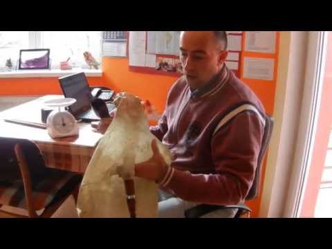 MAJSTOR ZA GAJDE - BAGPIPES MAKER part 1 - Tel:+381 64 146 46 36