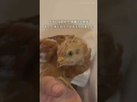 鶏が卵を食べるのですが、なぜですか?何をするか？それを避けるために取るべき6つのステップ  庭園