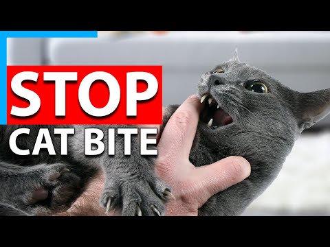 How to stop my cat from biting me - In 2 Easy Steps