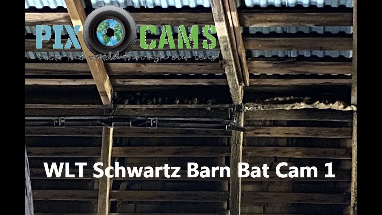 Live webcam view of Big Brown Bat Colony Roost