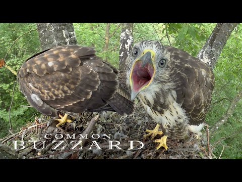 Ratonero común. Common Buzzard