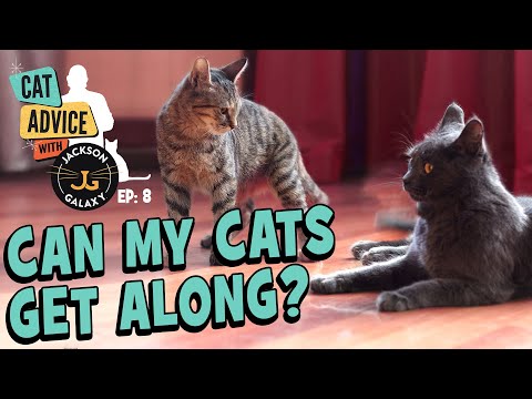 Can my Cats Get Along? Cat-to-Cat Body Language basics & Introduction Tips