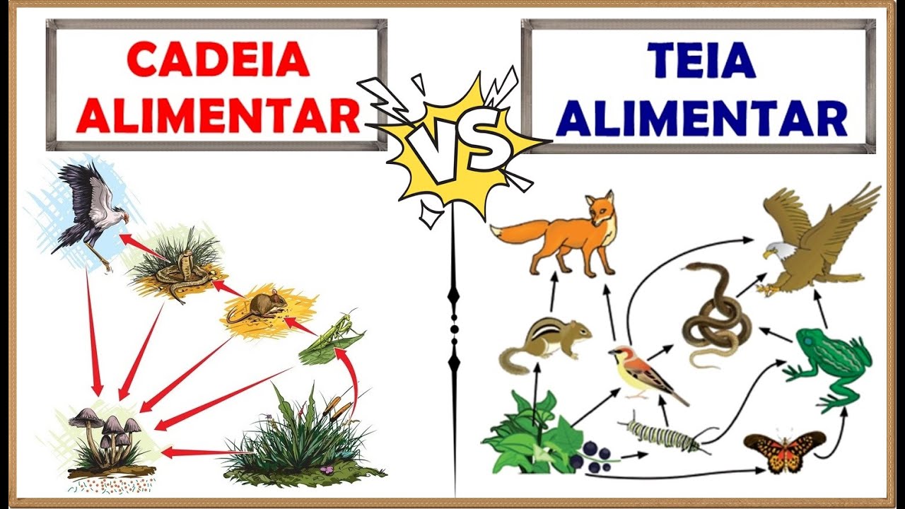 CADEIA ALIMENTAR e TEIA ALIMENTAR: Qual a diferença??║Definição, Organização, Níveis, Exemplos, e +