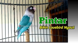 Download lagu PINTAR BIKIN lovebird NYAUT,  !! LB Fighter Ngekek Panjang, apapun Jenis lovebirdmu, Pasti Respon mp3