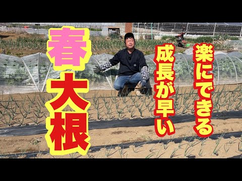 大根の収穫時期と方法は？ + 栽培、播種、メンテナンス  庭園