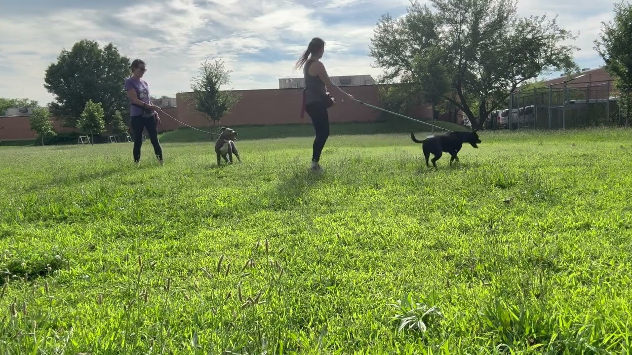 Verna's Leash Test