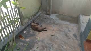 GASPAR X RATO E LUTA CONTINUA