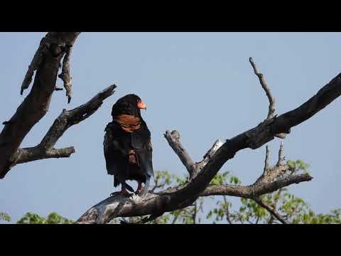 African birds