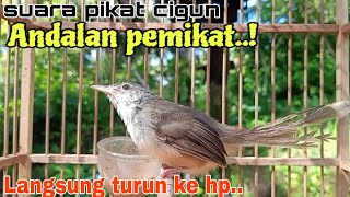 Download lagu suara pikat ciblek gunung- suara anak cigun manggil induk mp3 Download lagu suara pikat ciblek gunung- suara anak cigun manggil induk mp3