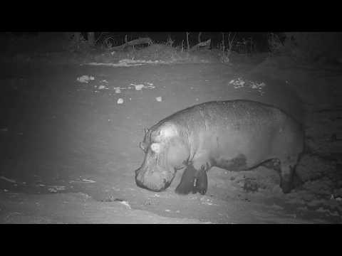 Djuma: Lone Hippo leaving - 02:56 - 11/05/19