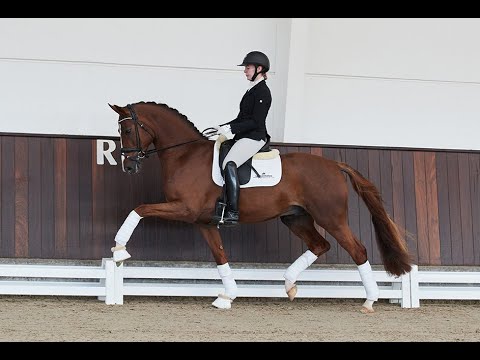 Lordswood Bernstein - Hengstkollektion Schockemöhle & Helgstrand 2021 DEU