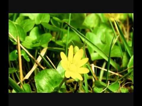 Al Dino & Goca Trzan - Ko ljudi