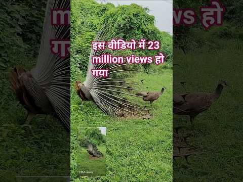 thank you for 23 millions views #birds #birdgroup #peacock #peacockdance #indianbirds #birdlove