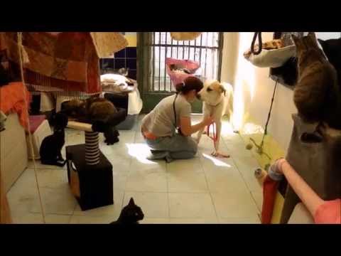 Visiting the cats with Edmundo