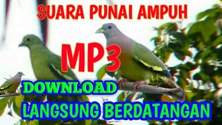 Download lagu SUARA BURUNG PUNAI UNTUK NYANGGONG mp3 Download lagu SUARA BURUNG PUNAI UNTUK NYANGGONG mp3