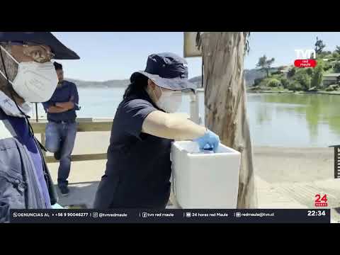 Mantienen zona de riesgo en Lago Vichuquén | 24 Horas TVN - Red Maule