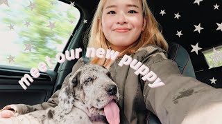 We got a puppy | bringing home our GREAT DANE