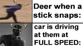 ANIMAL MEMES!