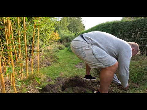 Bamboo rhizome check at the end of the growing season