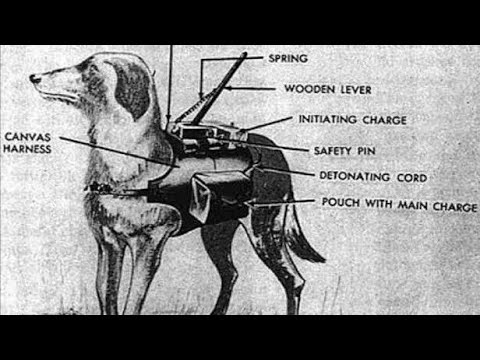 ww2: anti - tank soviet dogs (colour footage)
