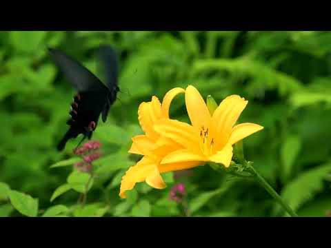 Peaceful Relaxing Piano Music | Calm Music for Study, Spa, Massage & Relaxation