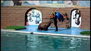 preview picture of video 'Sochi City Dolphinarium Aquatoria - Walross'