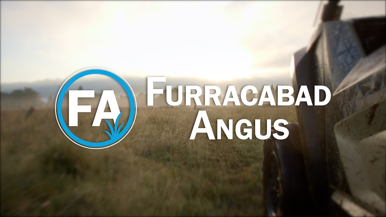 Furracabad Angus brand film