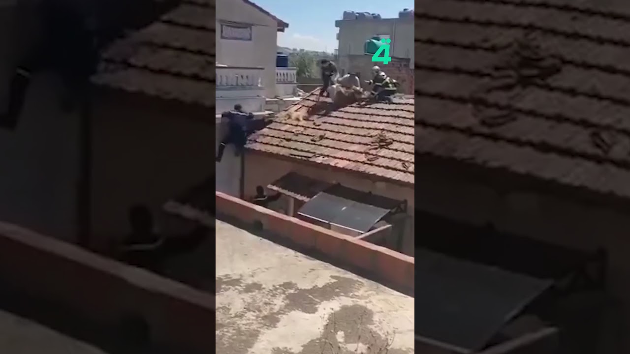 فيديو | أضحية العيد تهرب إلى سطح مبنى وتثير دهشة الأهالي