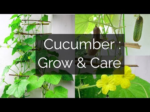 , title : 'Cucumber: Growing & Caring // Garden Up'