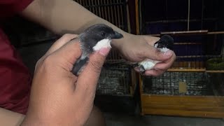 Download lagu BONGKARAN CENDET SUPER2 SUMENEP STOK TERBATAS  mp3