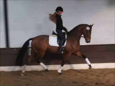 "HERMINE" 4j. Hann. v. Heinrich Heine - for sale - VB 12000,- Euro