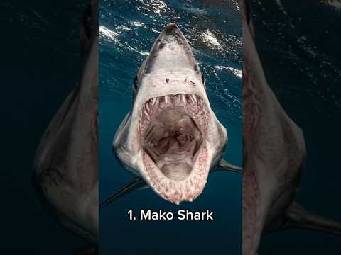 The 5 Most Common Types of Sharks in California