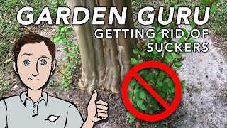 How to Prune Suckers Off of Crepe Myrtles | Dig In