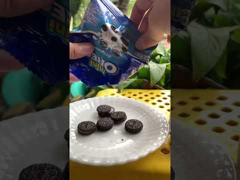 Bánh Oreo mini chấm sữa #shorts #oreo