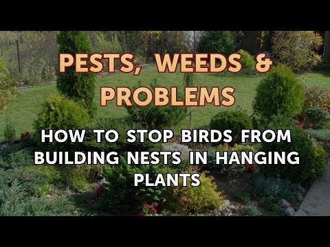YouTube video about: How to keep birds from nesting in hanging plants?
