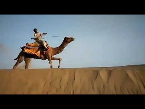 Camel race in slow motion