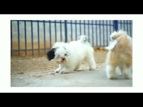 Cute dogs playing 🐶