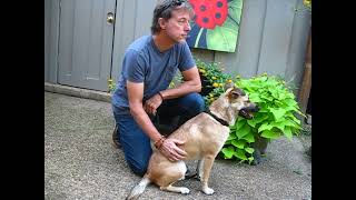 Video preview image #1 German Shepherd Dog-Unknown Mix Puppy For Sale in Enfield, CT, USA