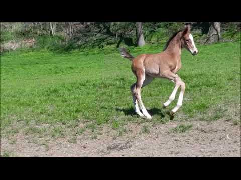 Glock's Energy foal 2023